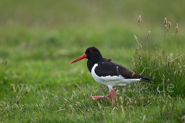 Austernfischer (Haematopus ostralegus)