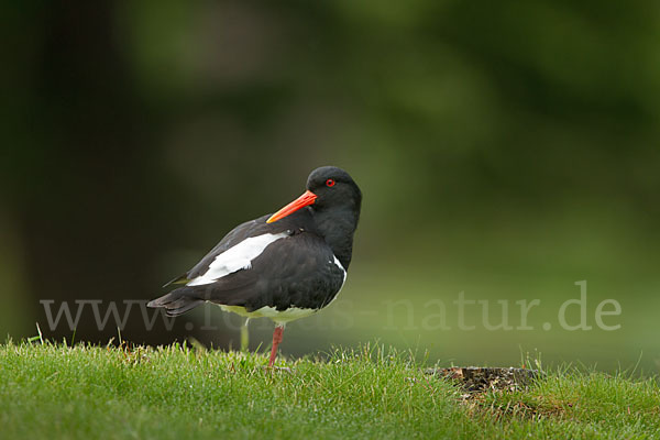 Austernfischer (Haematopus ostralegus)