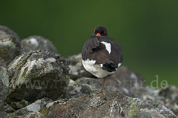 Austernfischer (Haematopus ostralegus)