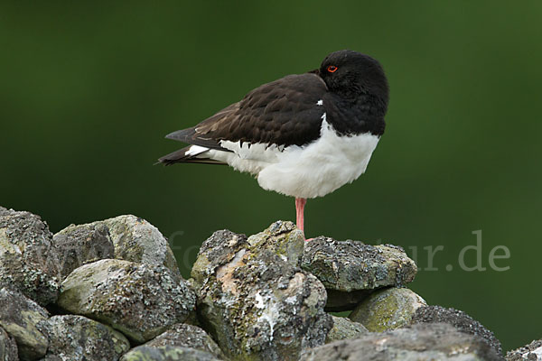 Austernfischer (Haematopus ostralegus)