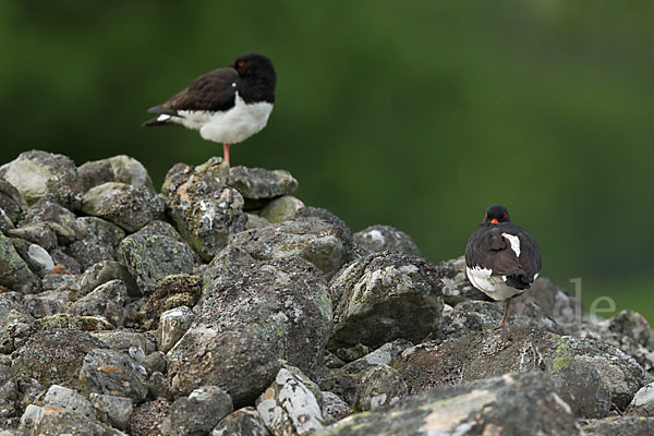 Austernfischer (Haematopus ostralegus)