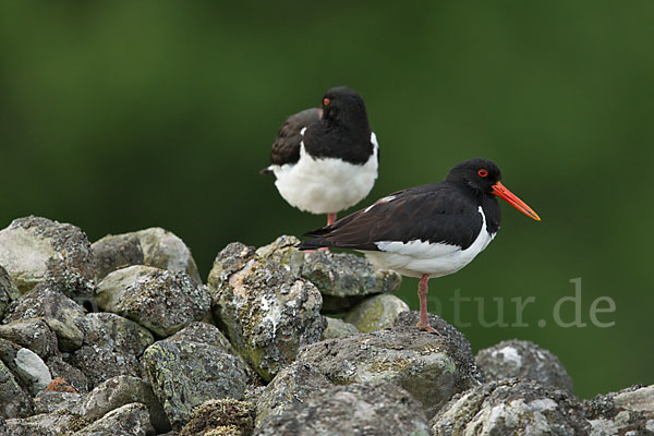 Austernfischer (Haematopus ostralegus)