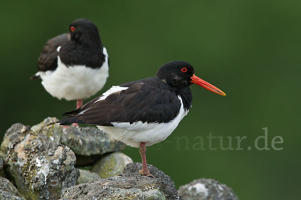 Austernfischer (Haematopus ostralegus)