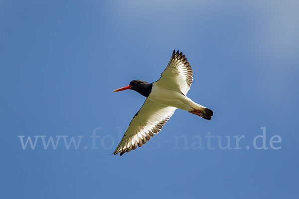 Austernfischer (Haematopus ostralegus)