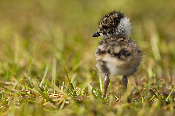 Austernfischer (Haematopus ostralegus)