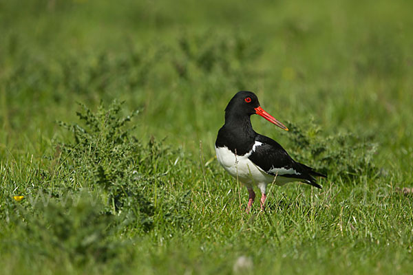 Austernfischer (Haematopus ostralegus)