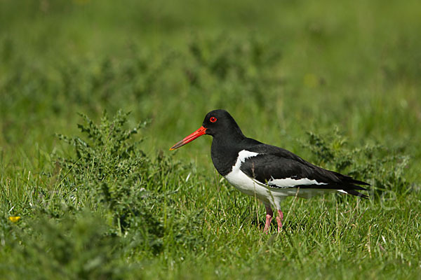 Austernfischer (Haematopus ostralegus)