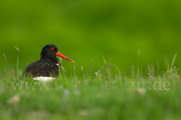 Austernfischer (Haematopus ostralegus)