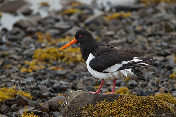 Austernfischer (Haematopus ostralegus)