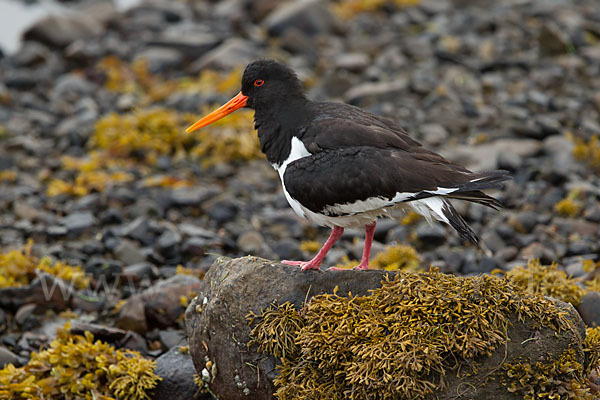 Austernfischer (Haematopus ostralegus)