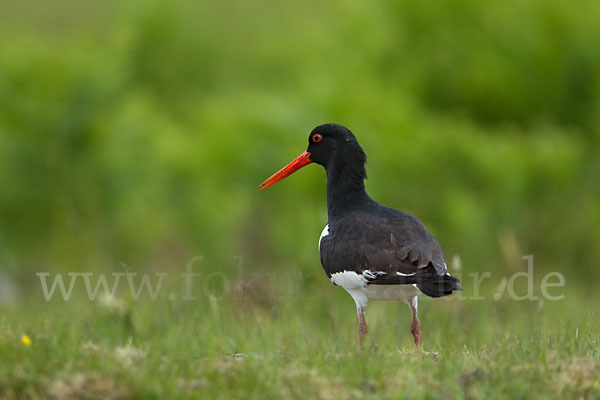 Austernfischer (Haematopus ostralegus)