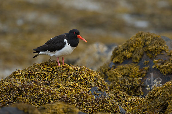 Austernfischer (Haematopus ostralegus)