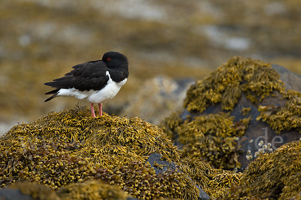 Austernfischer (Haematopus ostralegus)