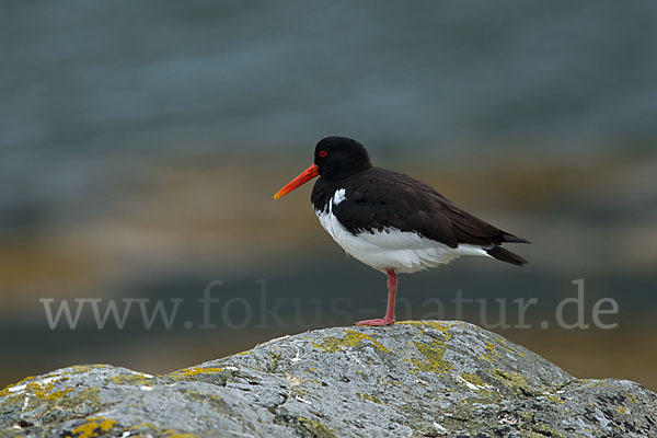 Austernfischer (Haematopus ostralegus)