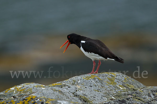 Austernfischer (Haematopus ostralegus)