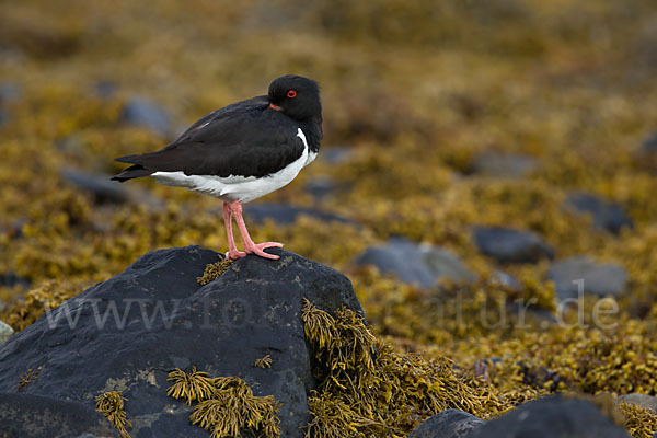 Austernfischer (Haematopus ostralegus)