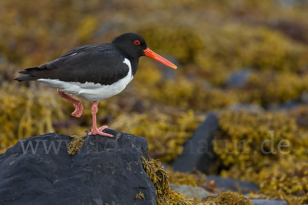 Austernfischer (Haematopus ostralegus)