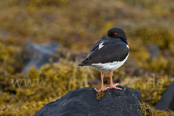 Austernfischer (Haematopus ostralegus)