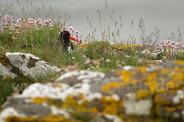 Austernfischer (Haematopus ostralegus)