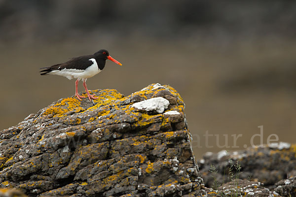 Austernfischer (Haematopus ostralegus)