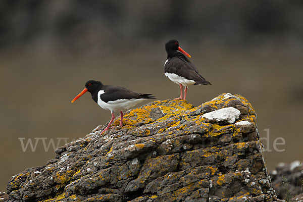 Austernfischer (Haematopus ostralegus)