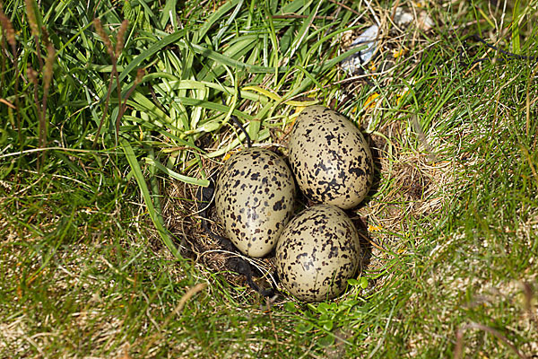 Austernfischer (Haematopus ostralegus)