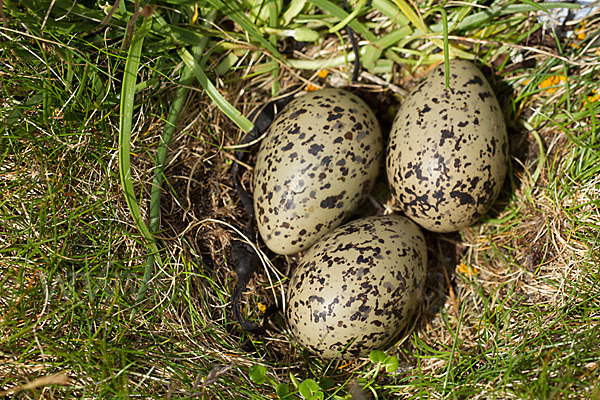 Austernfischer (Haematopus ostralegus)