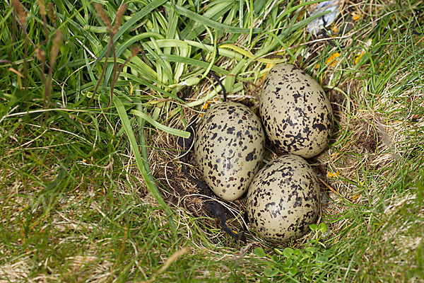 Austernfischer (Haematopus ostralegus)