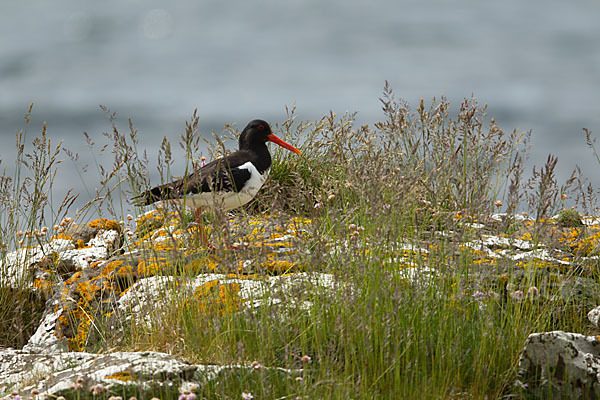 Austernfischer (Haematopus ostralegus)