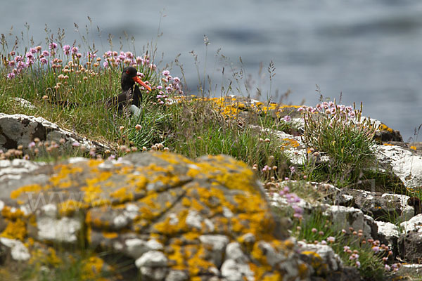 Austernfischer (Haematopus ostralegus)