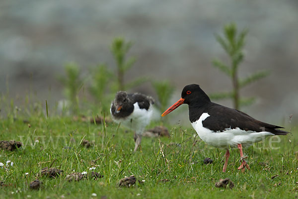 Austernfischer (Haematopus ostralegus)