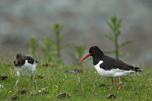 Austernfischer (Haematopus ostralegus)
