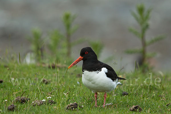 Austernfischer (Haematopus ostralegus)