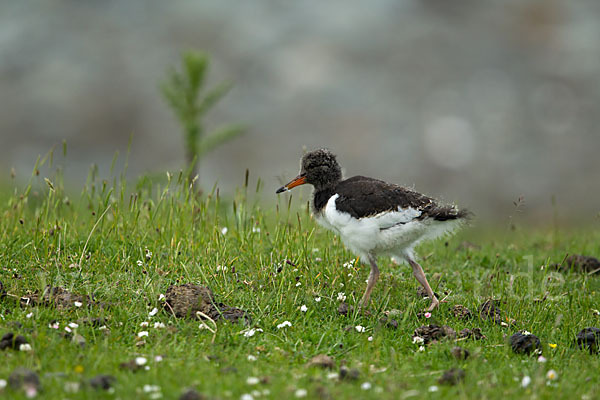 Austernfischer (Haematopus ostralegus)