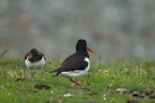 Austernfischer (Haematopus ostralegus)