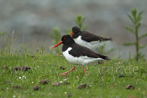 Austernfischer (Haematopus ostralegus)