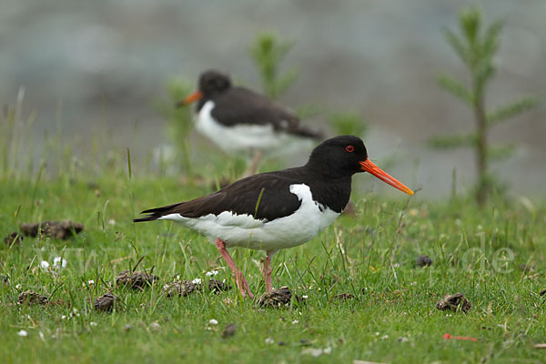 Austernfischer (Haematopus ostralegus)