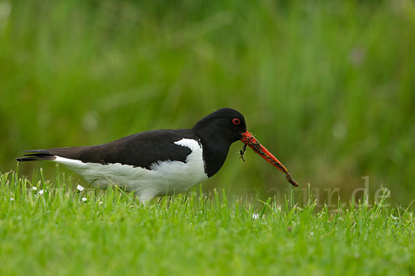 Austernfischer (Haematopus ostralegus)