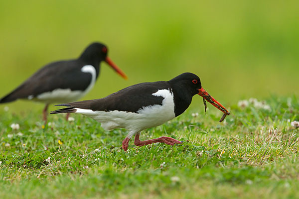 Austernfischer (Haematopus ostralegus)