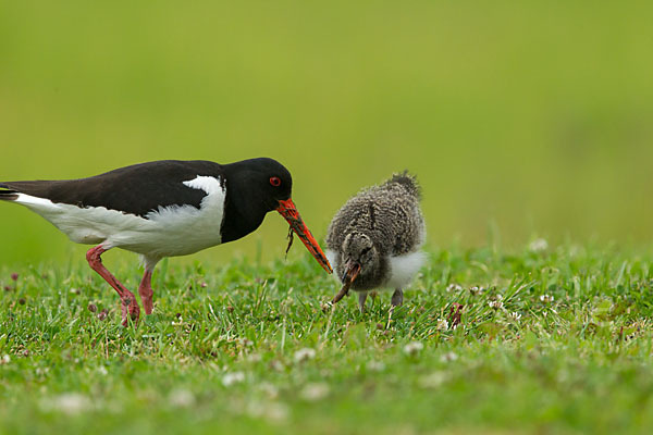 Austernfischer (Haematopus ostralegus)