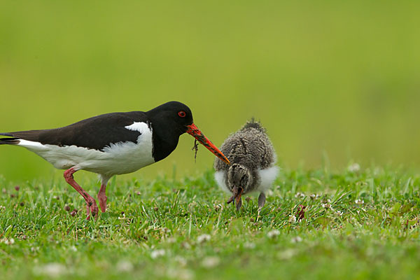 Austernfischer (Haematopus ostralegus)