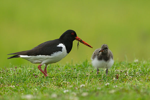 Austernfischer (Haematopus ostralegus)