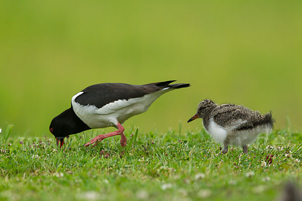 Austernfischer (Haematopus ostralegus)