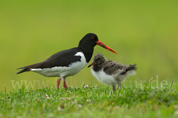 Austernfischer (Haematopus ostralegus)