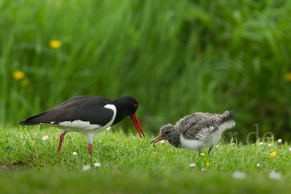 Austernfischer (Haematopus ostralegus)