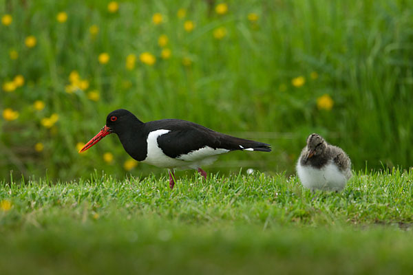 Austernfischer (Haematopus ostralegus)