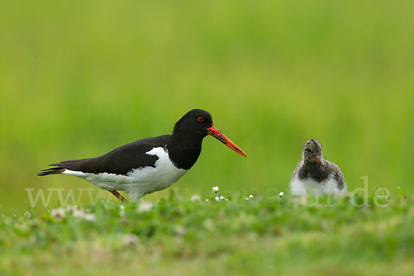 Austernfischer (Haematopus ostralegus)