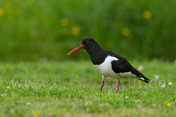 Austernfischer (Haematopus ostralegus)