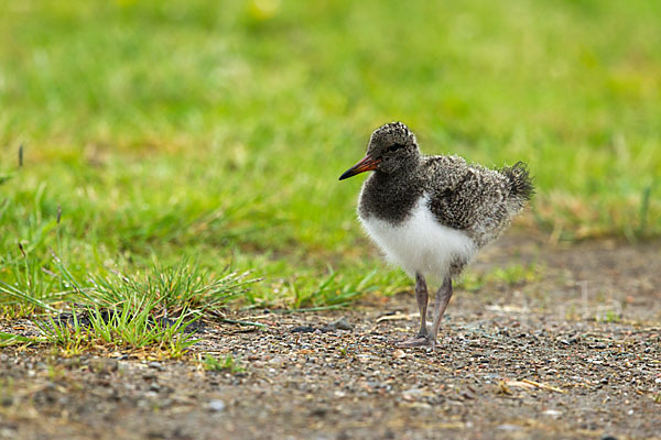 Austernfischer (Haematopus ostralegus)