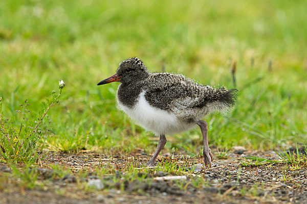 Austernfischer (Haematopus ostralegus)